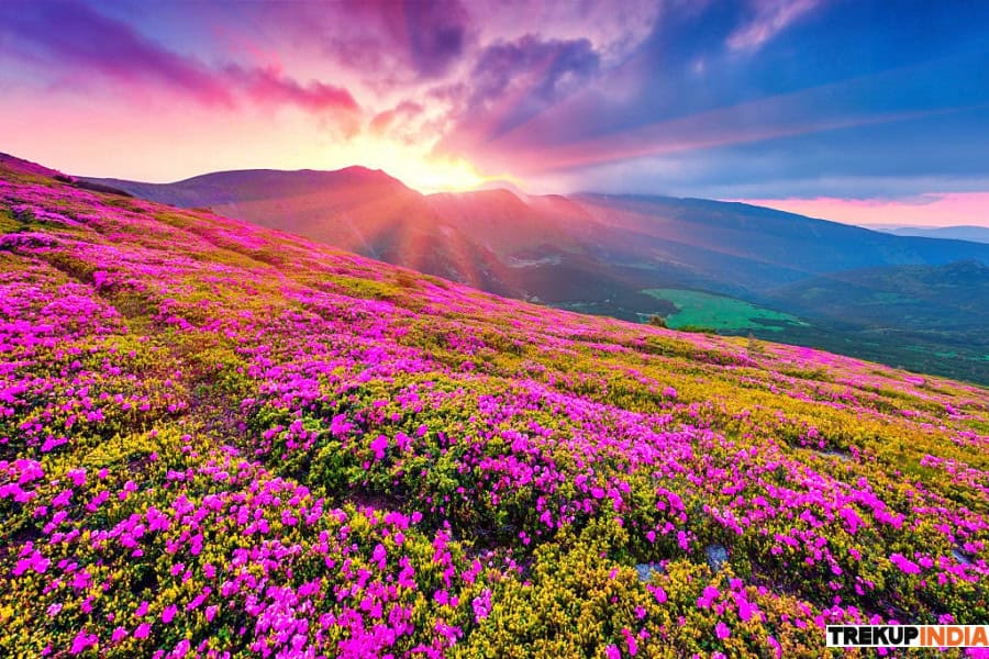 8 Best Beautiful Treks in June 1 Valley Of Flowers Trek