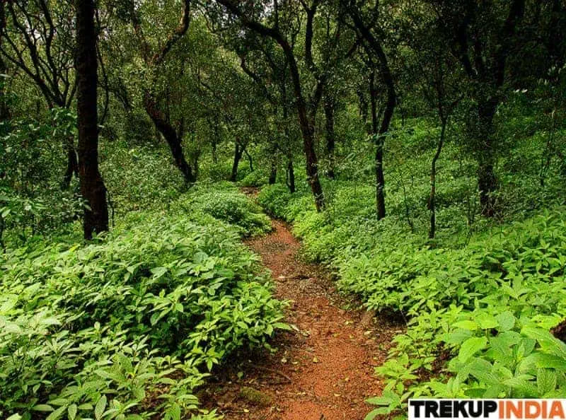 Treks In Maharashtra 26 Bhoot Bangla Trek