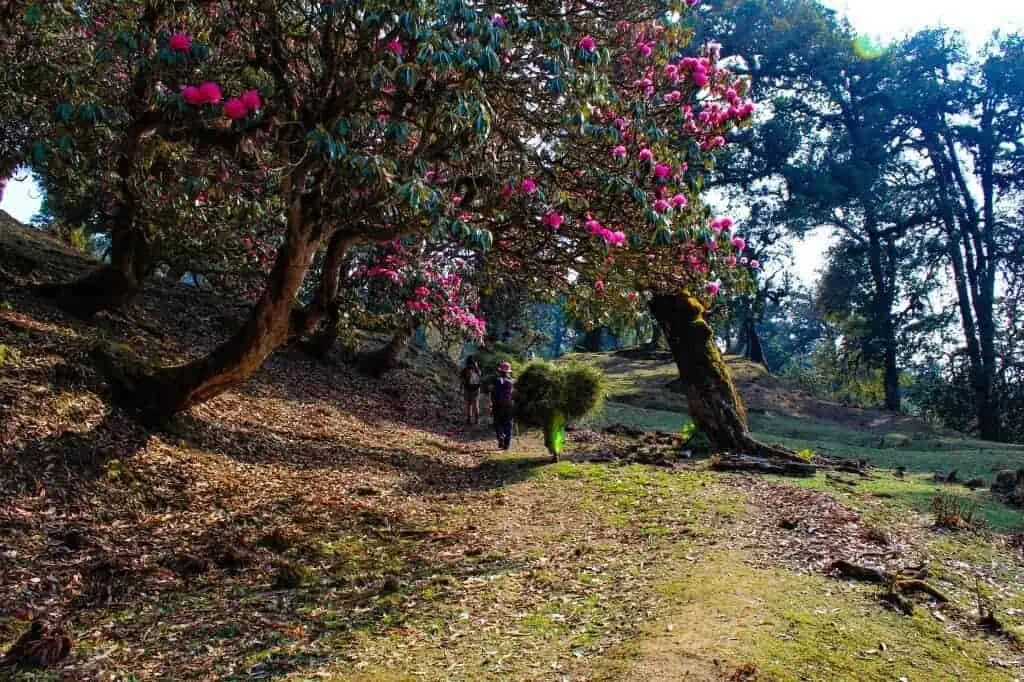 Best Time to Visit Chopta Chandrashila: Seasonal Guide for Trekking, Snow & Views 2 Chopta Chandrashila Tungnath Trek with Deorital