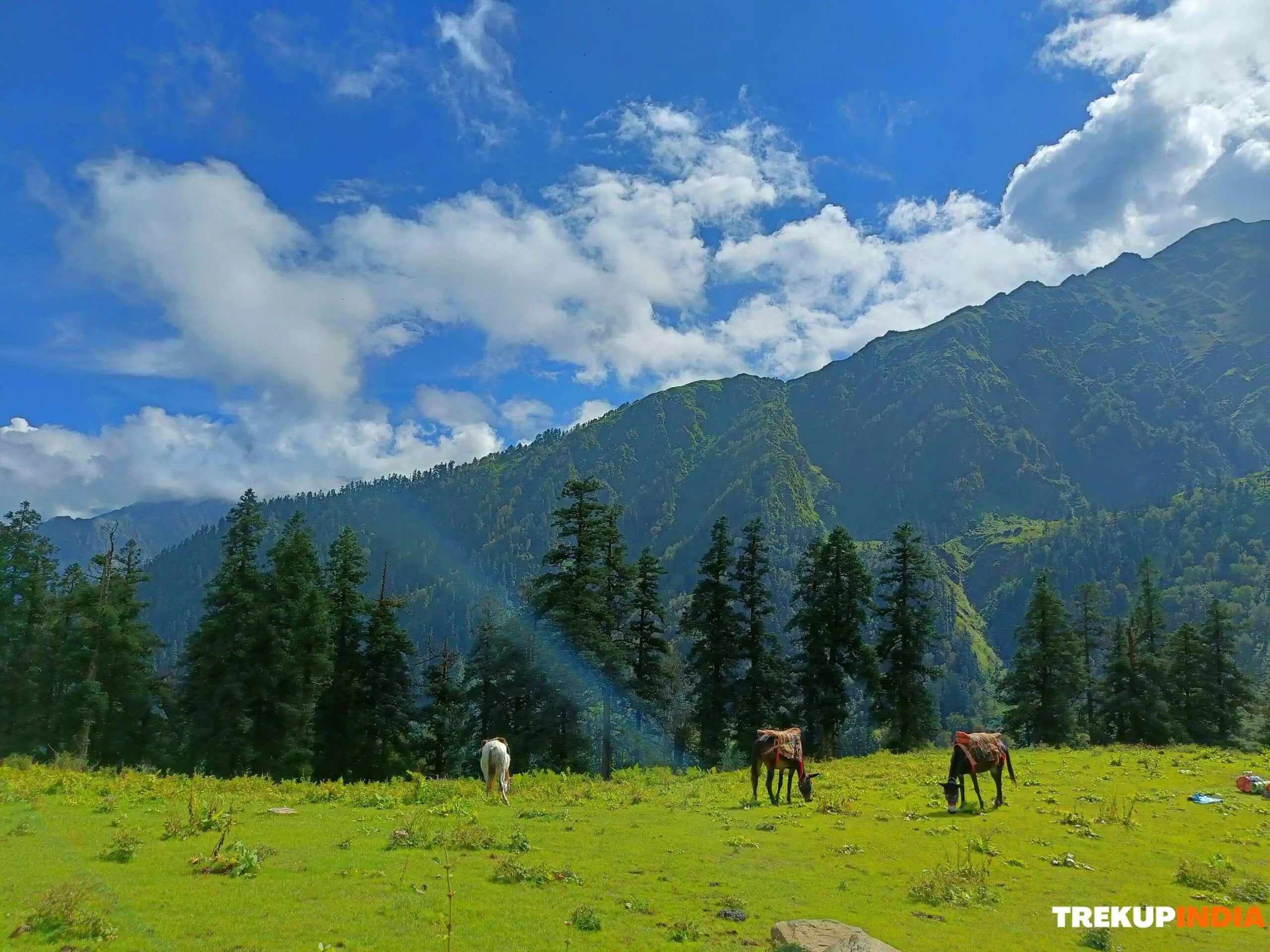 8 Best Beautiful Treks in June 7 Phulara Ridge Trek