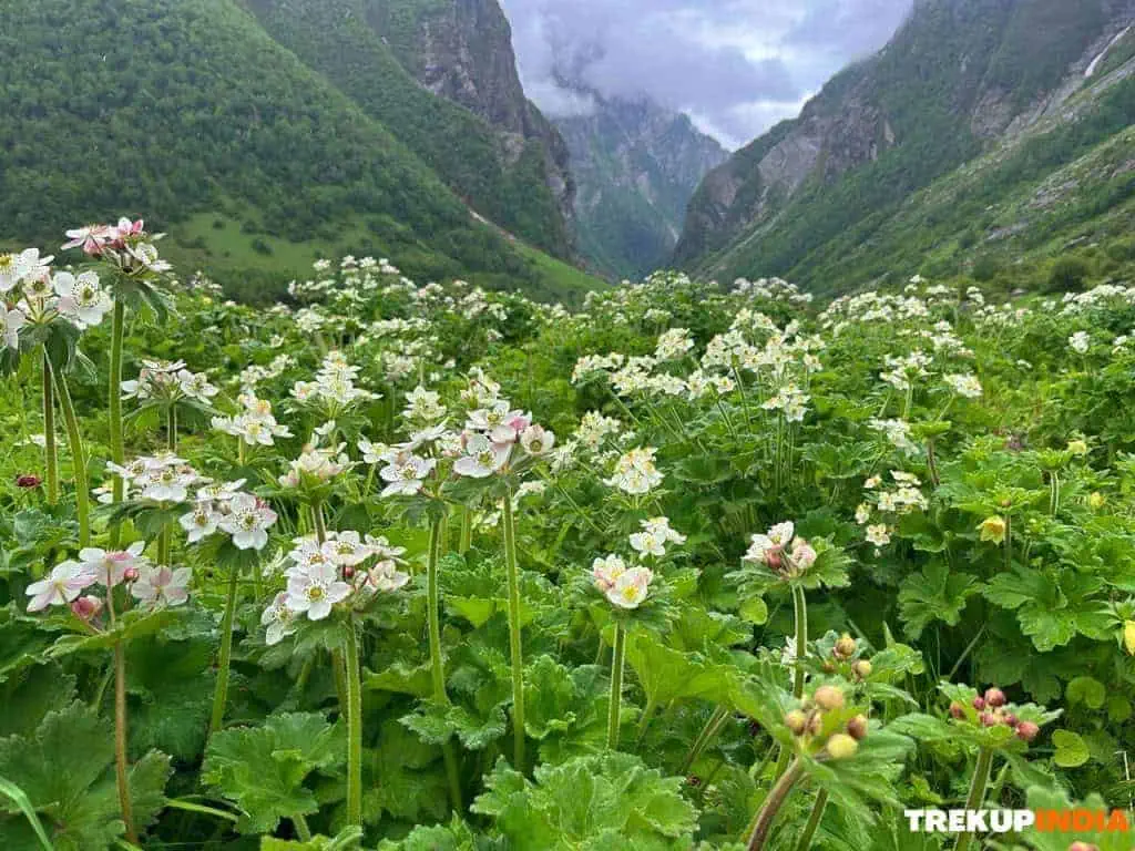 Best Treks in India: Region-Wise Guide for Every Trekker 18 Valley Of Flowers Trek