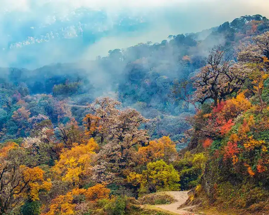 Sandakphu or Goechala? Deciding the Perfect Trek for You 4 Sandakphu or Goechala? Deciding the Perfect Trek for You